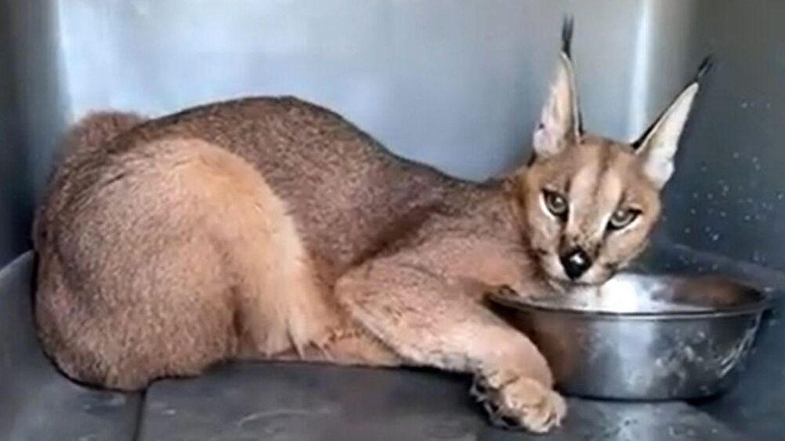 Sorgo, el caracal que acull el centre de rescat d'AAP Primadomus a Villena (Alt Vinalopó)