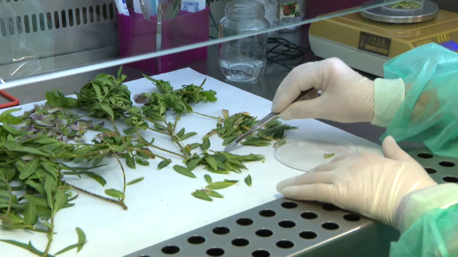 Una investigadora analitza mostres vegetals al laboratori de l'IVIA