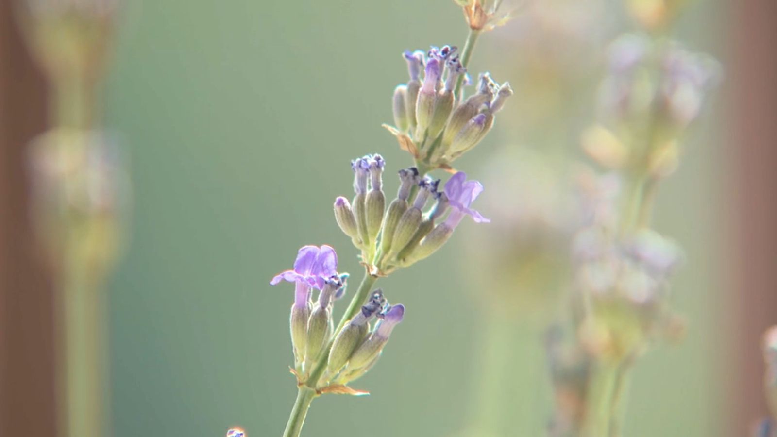 Imatge de l'espígol