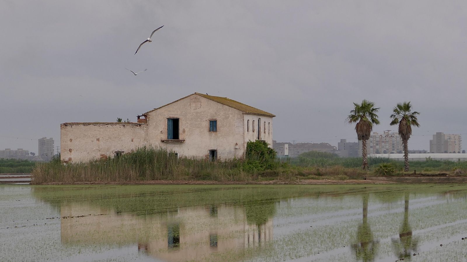 6.SUECA, LA RIBERA BAIXA