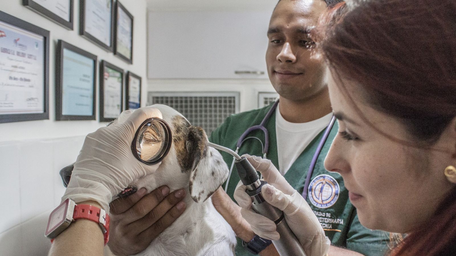 Els veterinaris valencians demanen que es traguen a oposició totes les places de personal interí