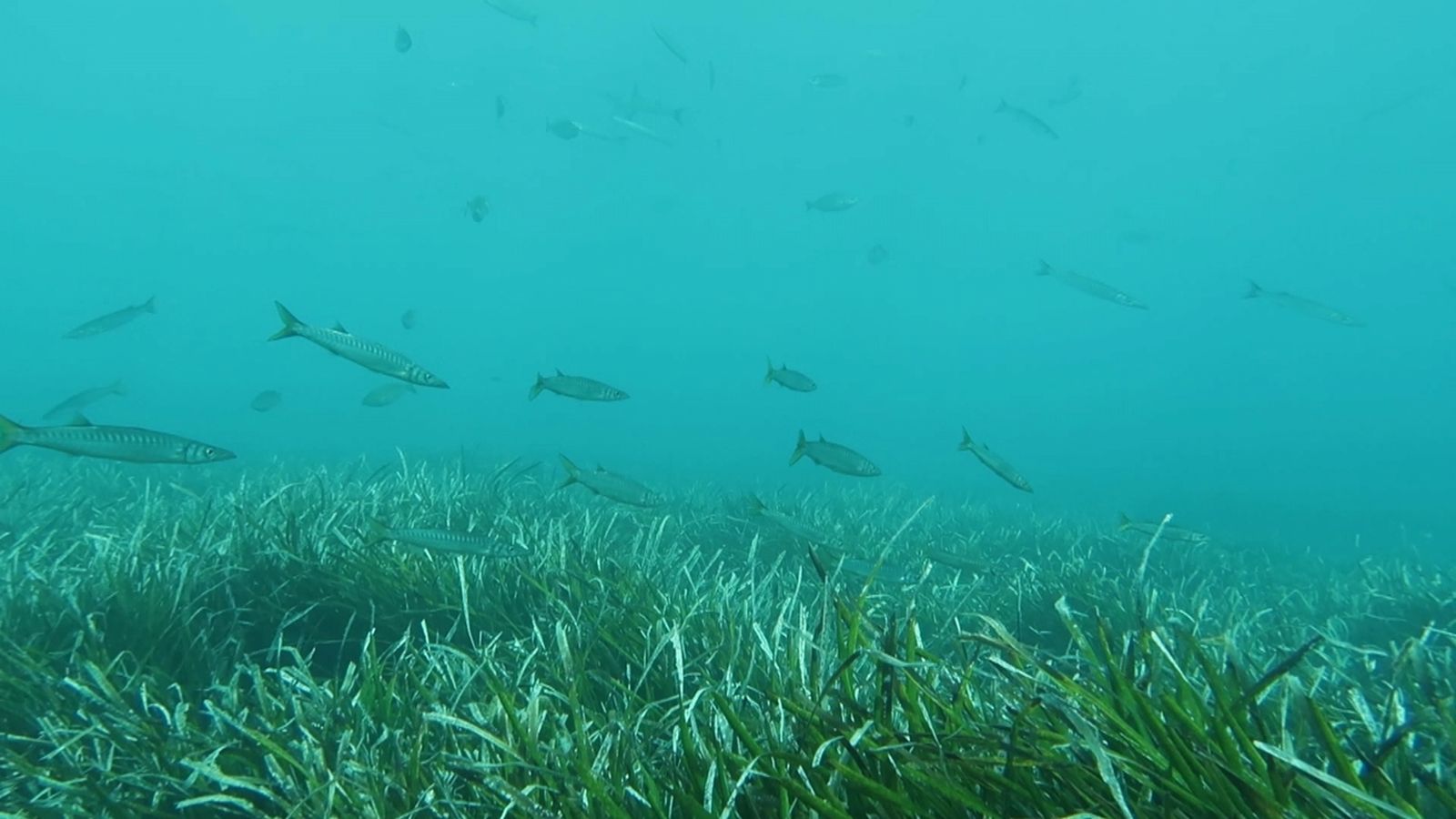 Decret per a reforçar la posidònia oceànica