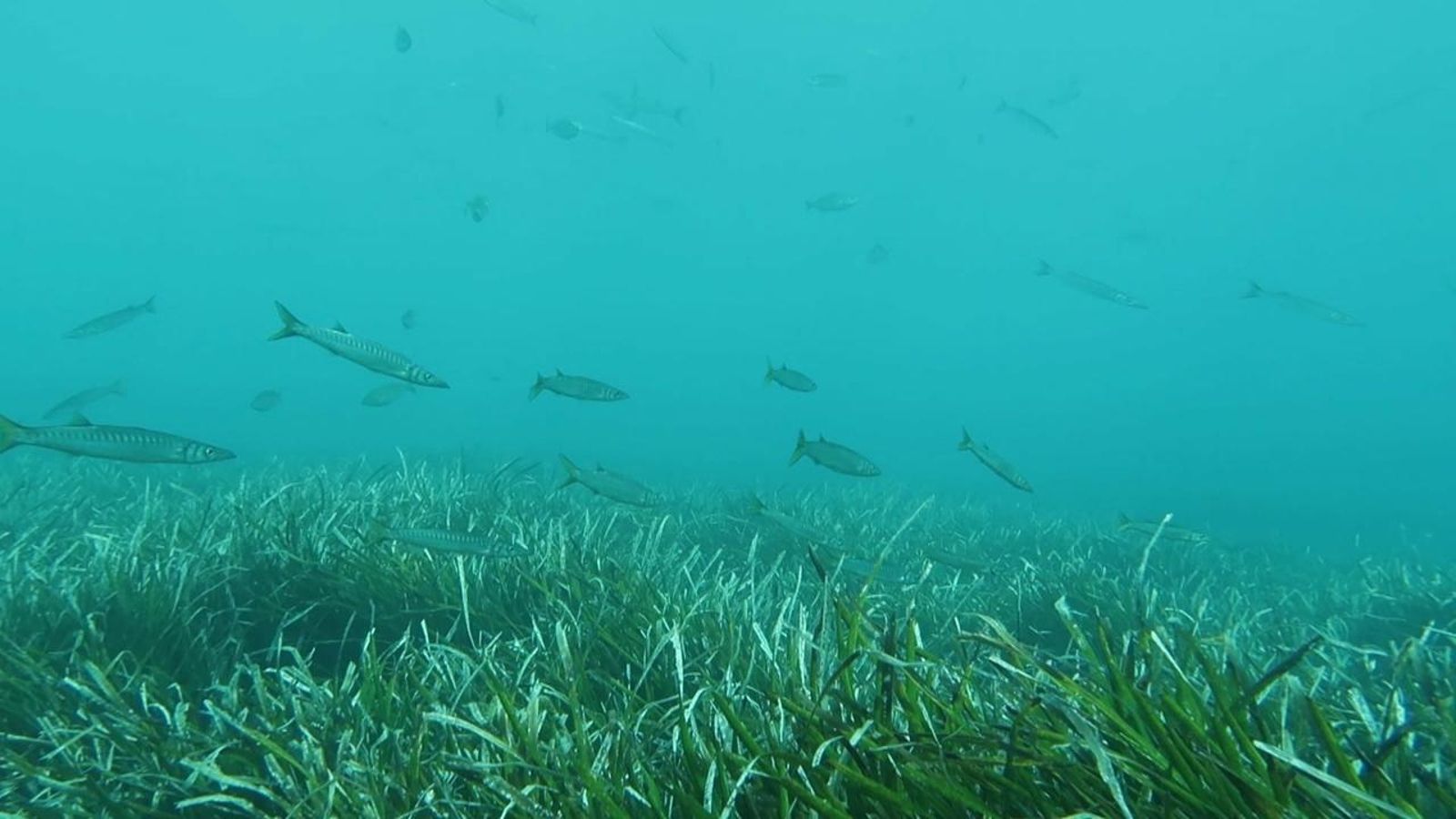 Decret per a reforçar la posidònia oceànica