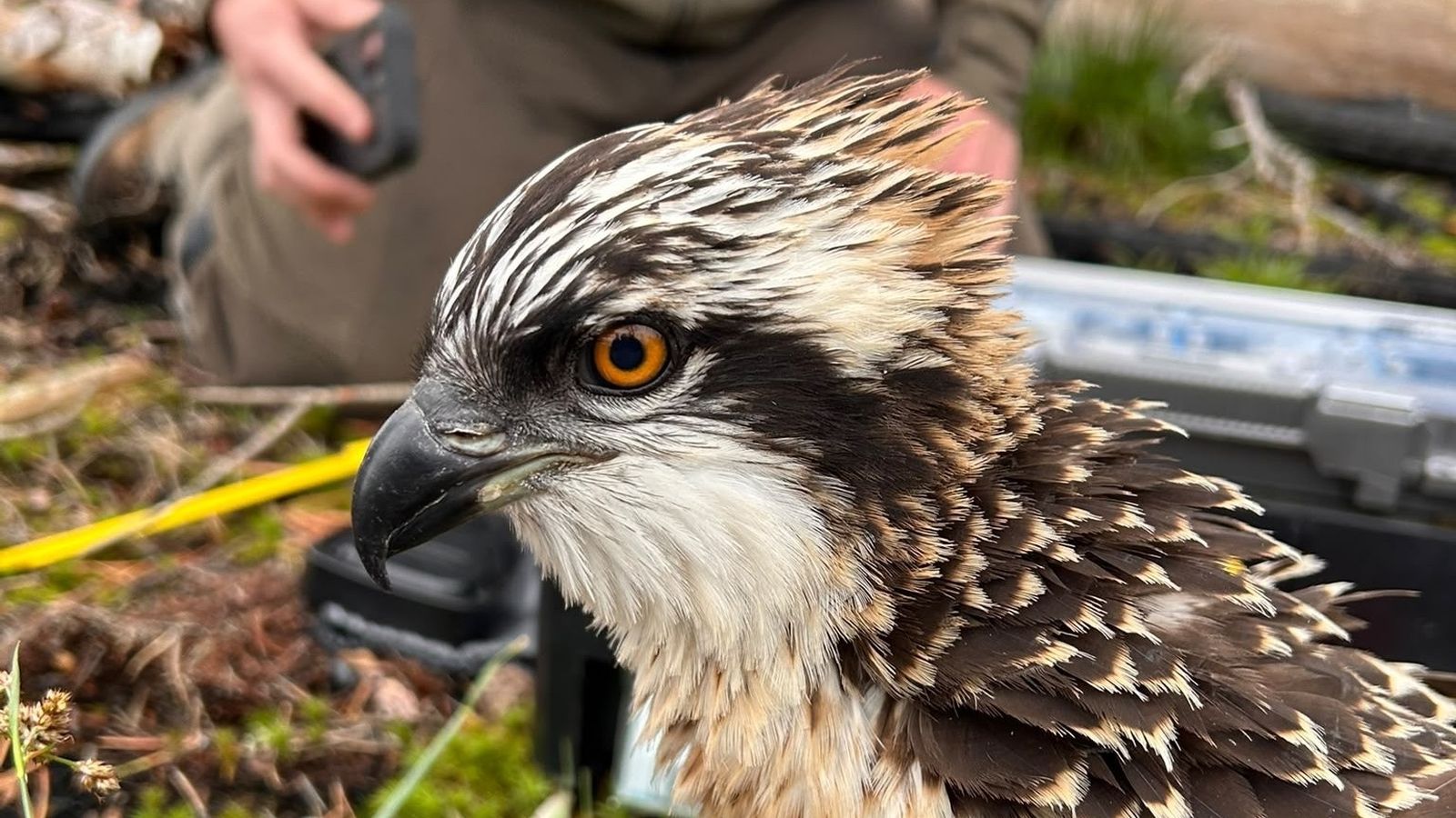 Un exemplar d'àguila pescadora