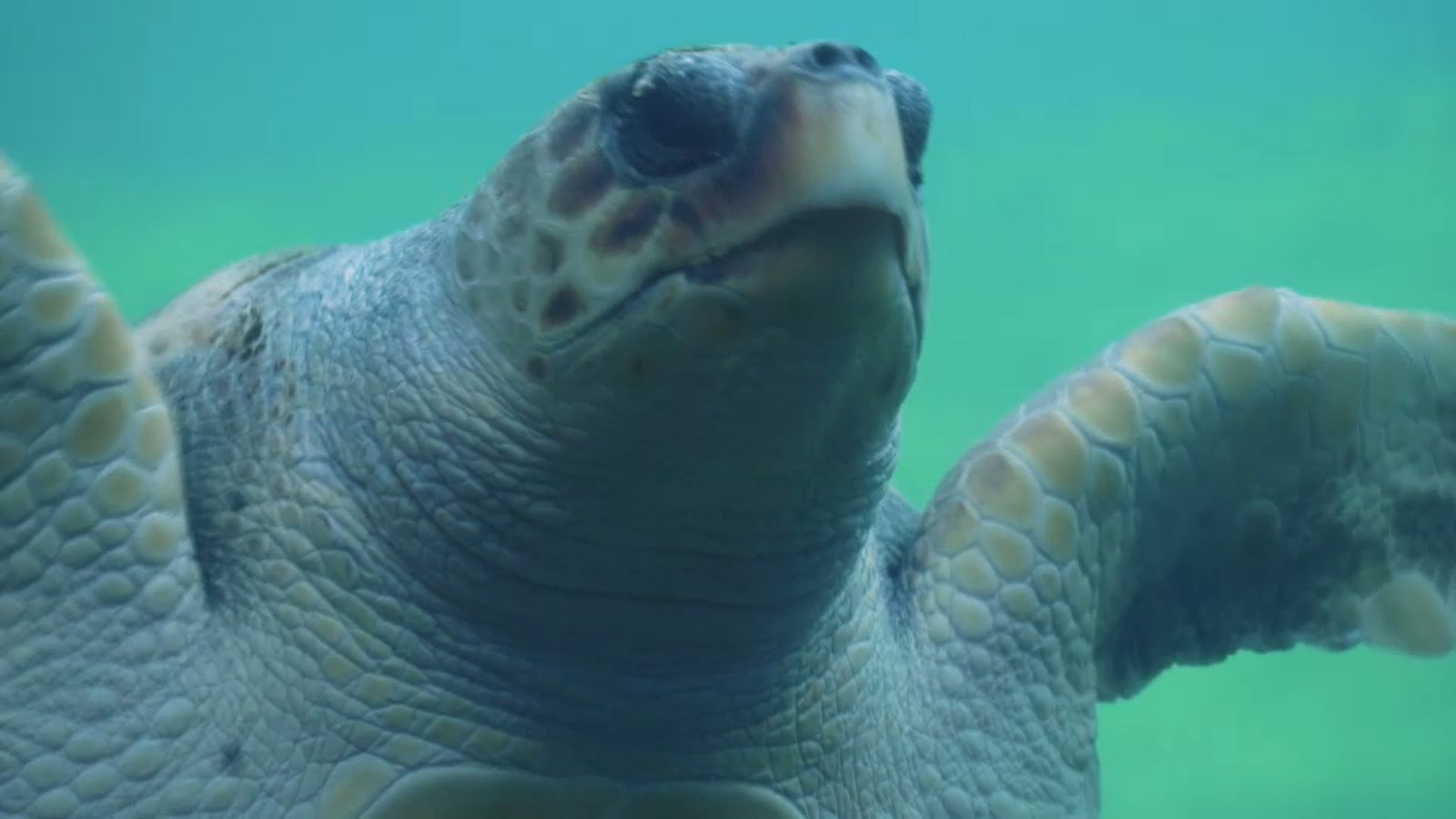 16.10.2022 | Animalades, un món bestial