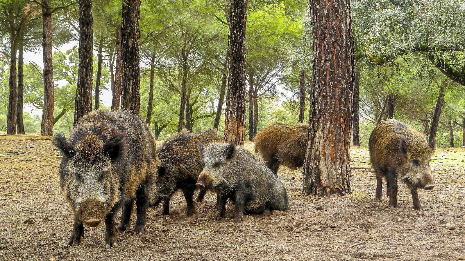 Imatge d'arxiu d'una família de porcs senglars
