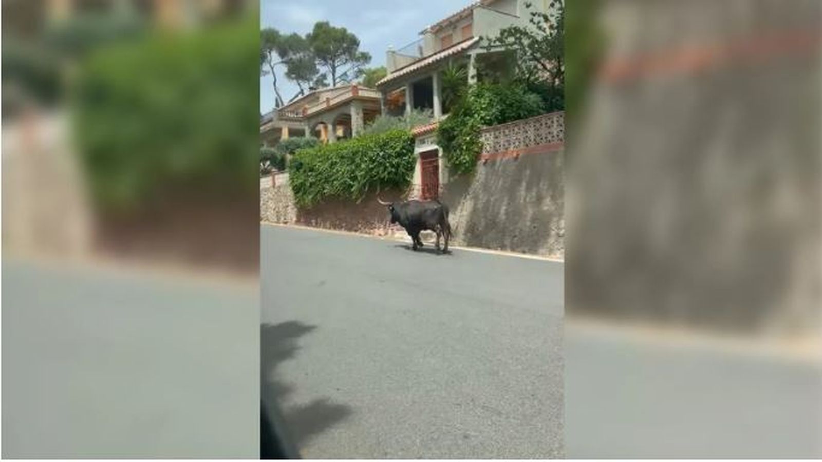 Un dels animals fugit a les festes de Gátova este dissabte