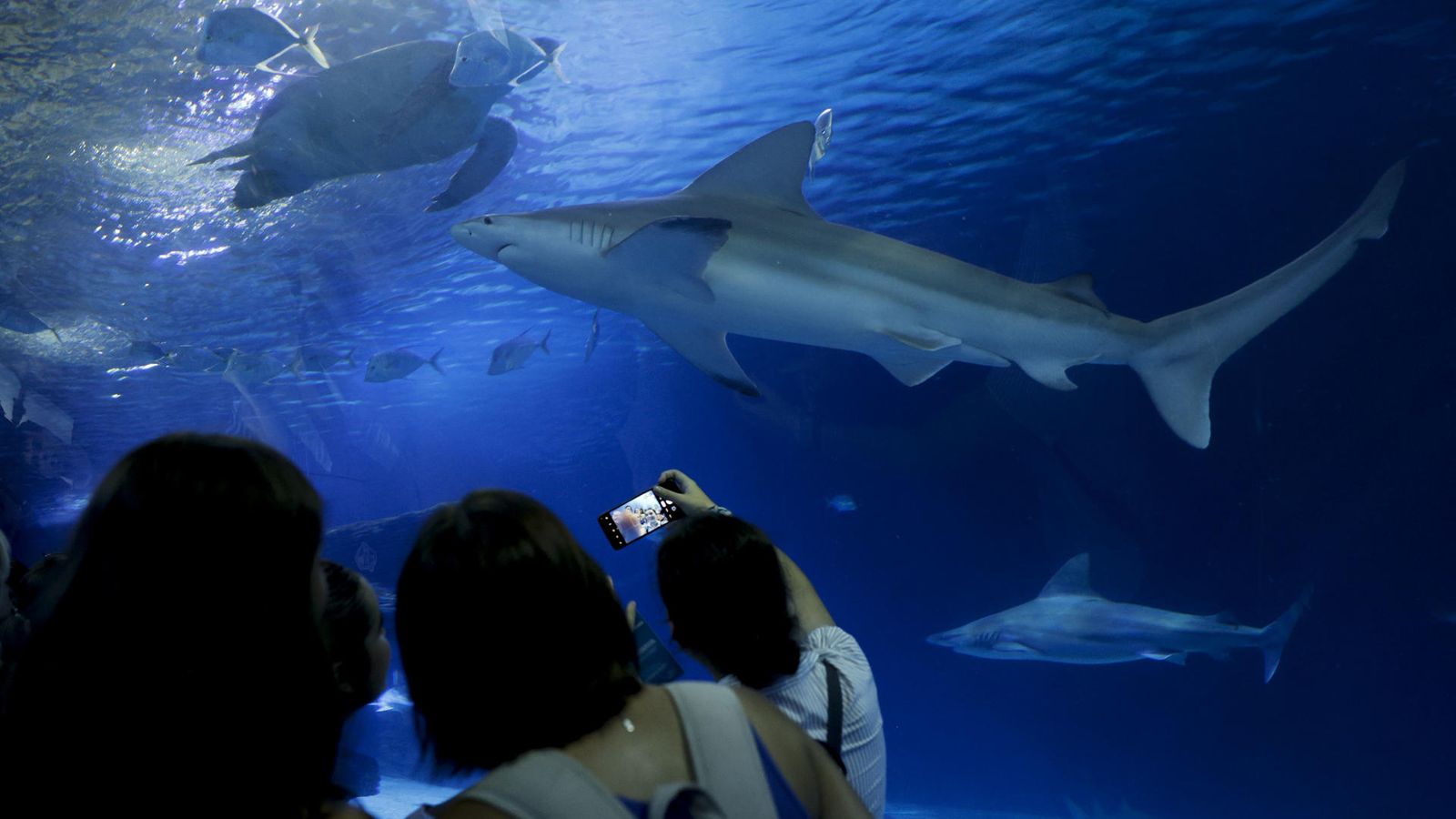 L'Oceanogràfic bateja amb el nom de Ferran Torres un dels seus taurons grisos