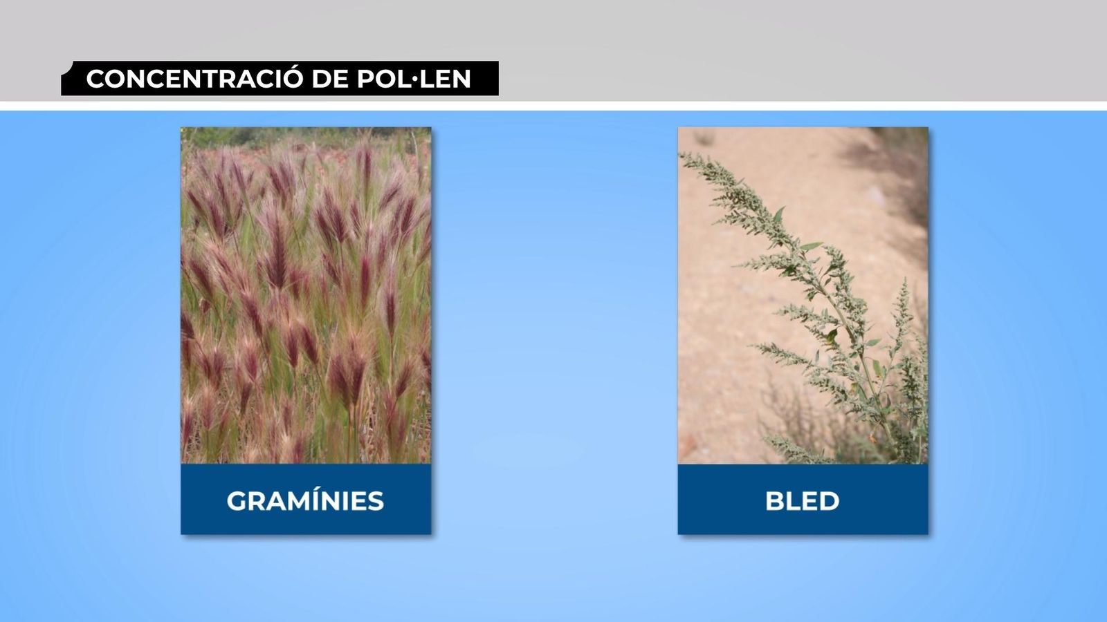 Les pluges de les setmanes anteriors han fet baixar les concentracions de pol·len a l'atmosfera