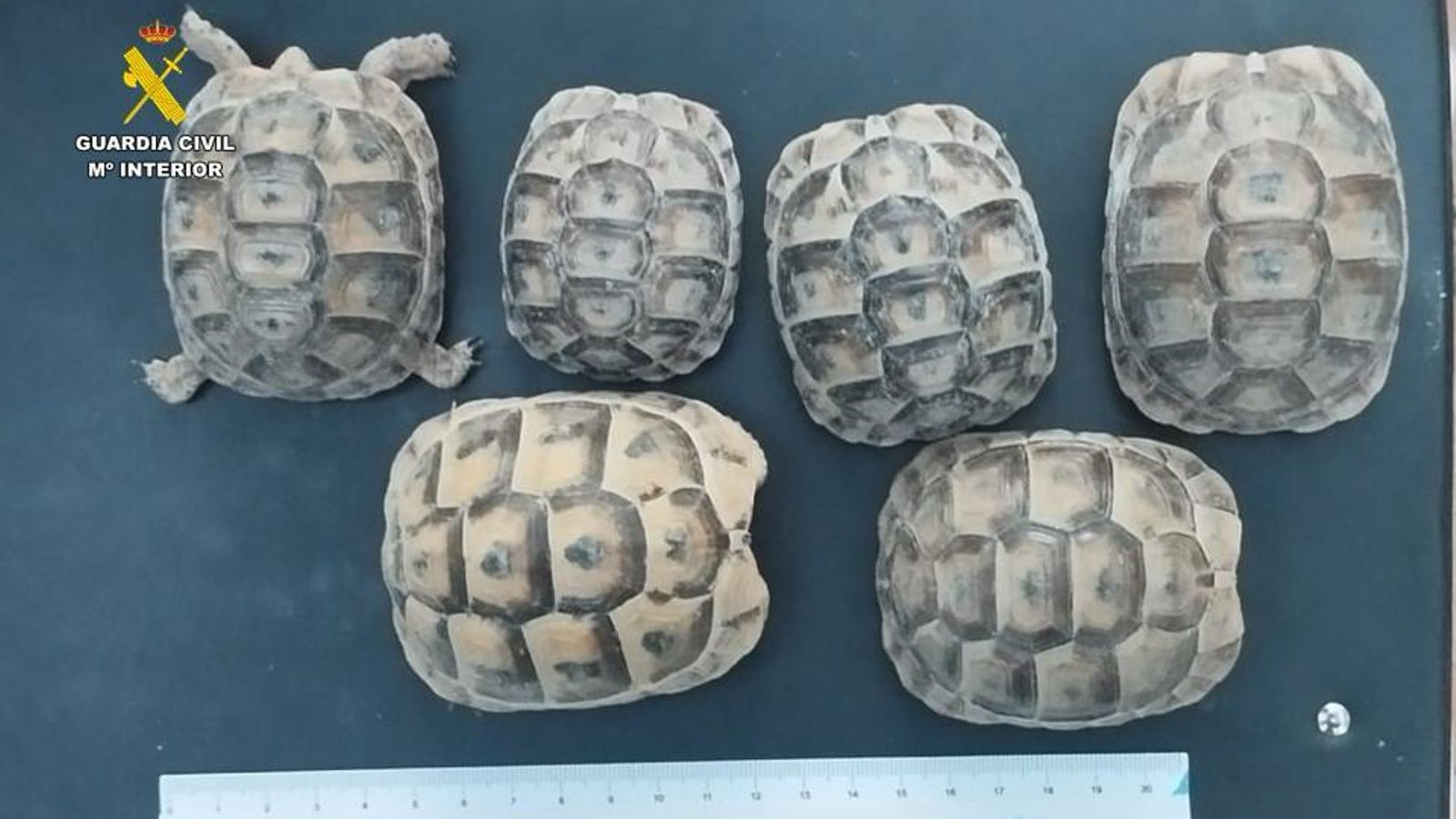 Algunes de les tortugues interceptades per la Guàrdia Civil