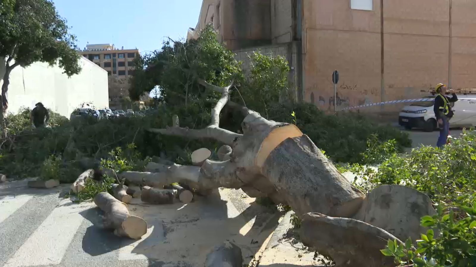 Arbre caigut a causa del vent