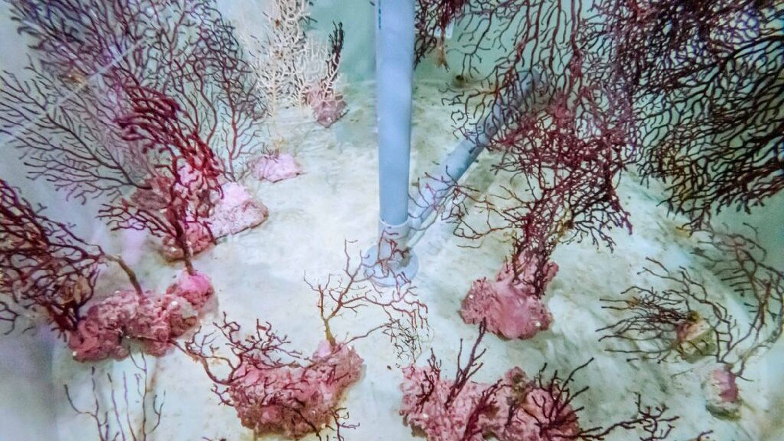 Exemplars de corals rescatats