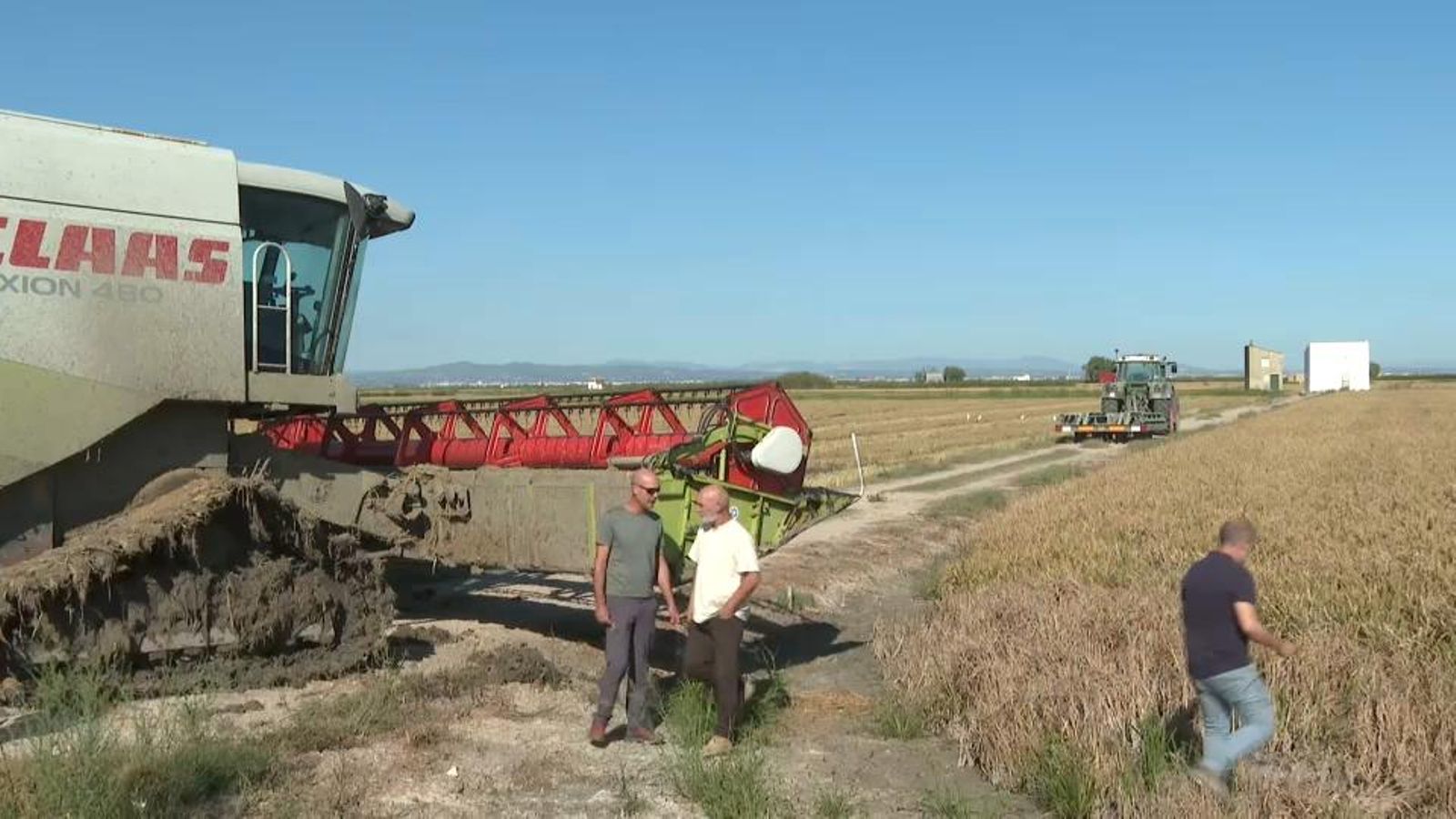 Camps d'arrossos a Sueca