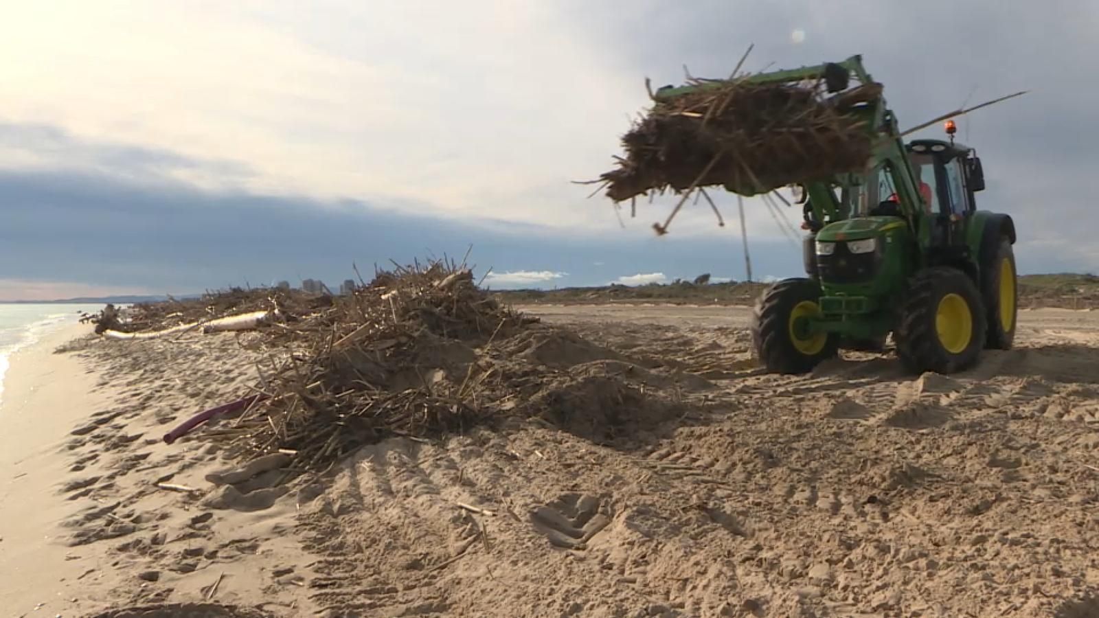 Tasques de neteja a la platja del Saler, a València
