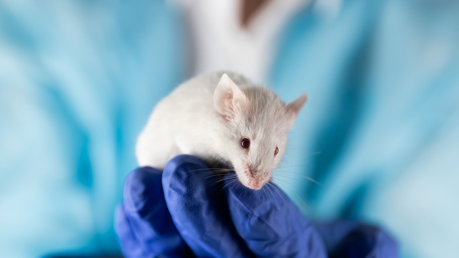 Un investigador sosté un ratolí (arxiu)