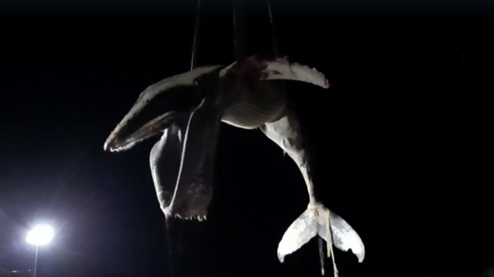 Operació de trasllat de la balena amb gepa