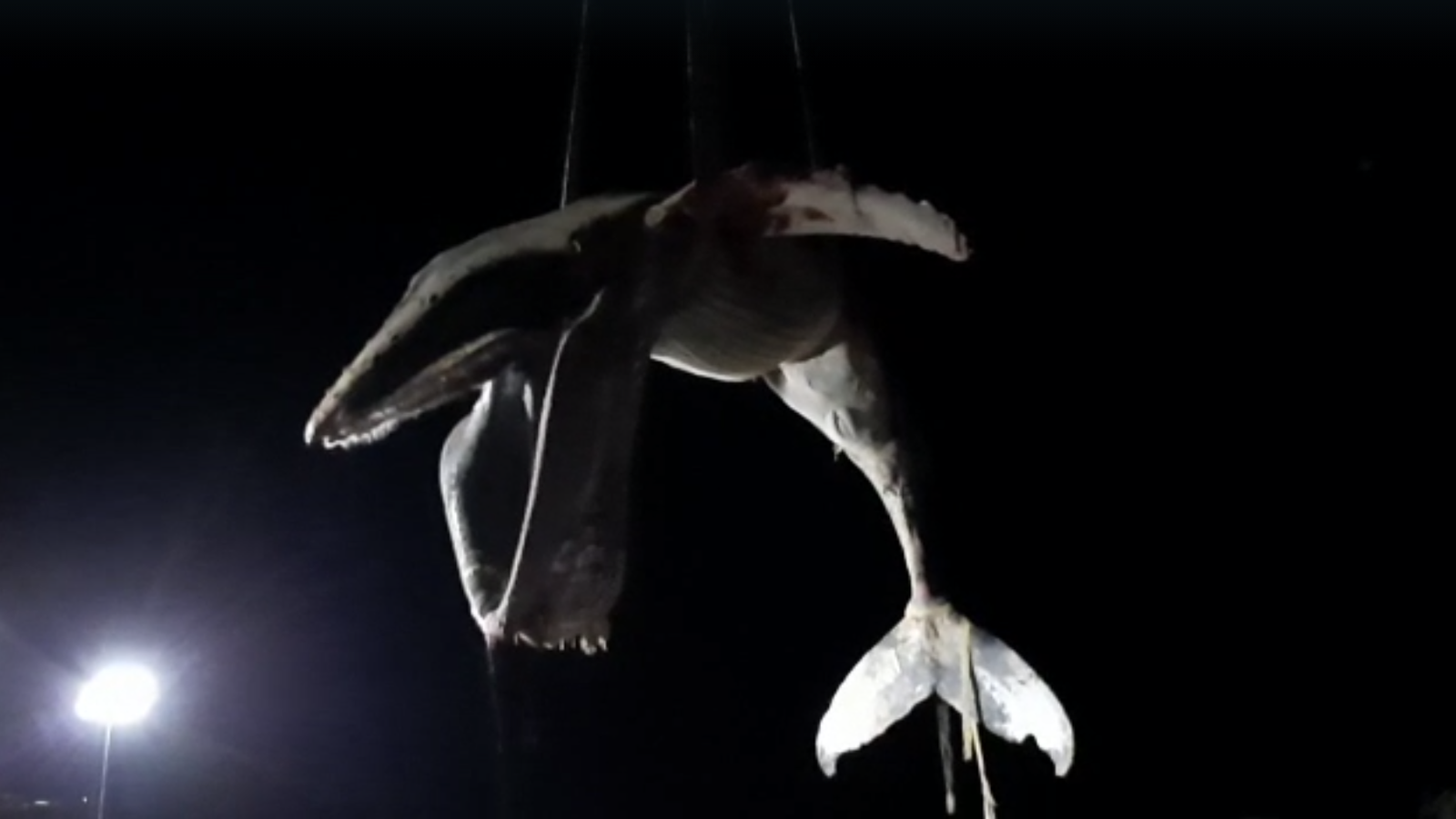 Operació de trasllat de la balena amb gepa Operació de trasllat de la balena amb gepa