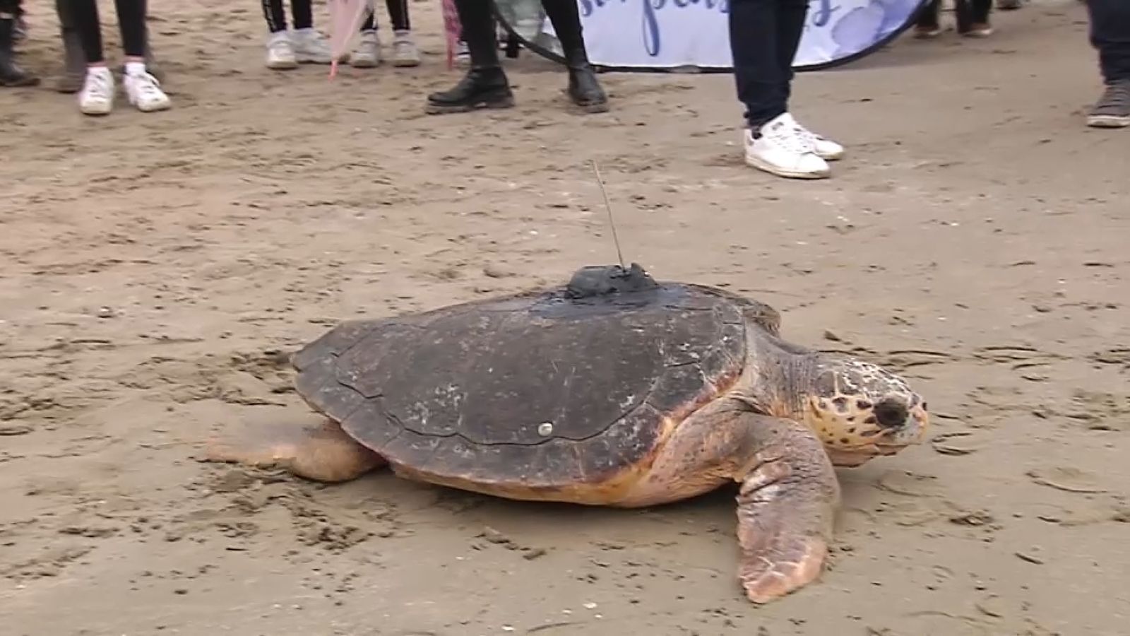 Alliberament de tortugues a Benicàssim