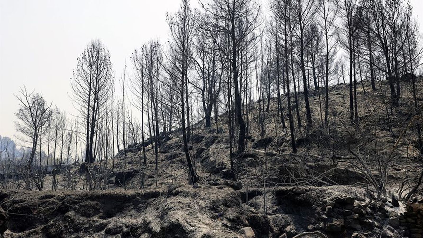 Terreny afectat per l'incendi declarat a Assuévar