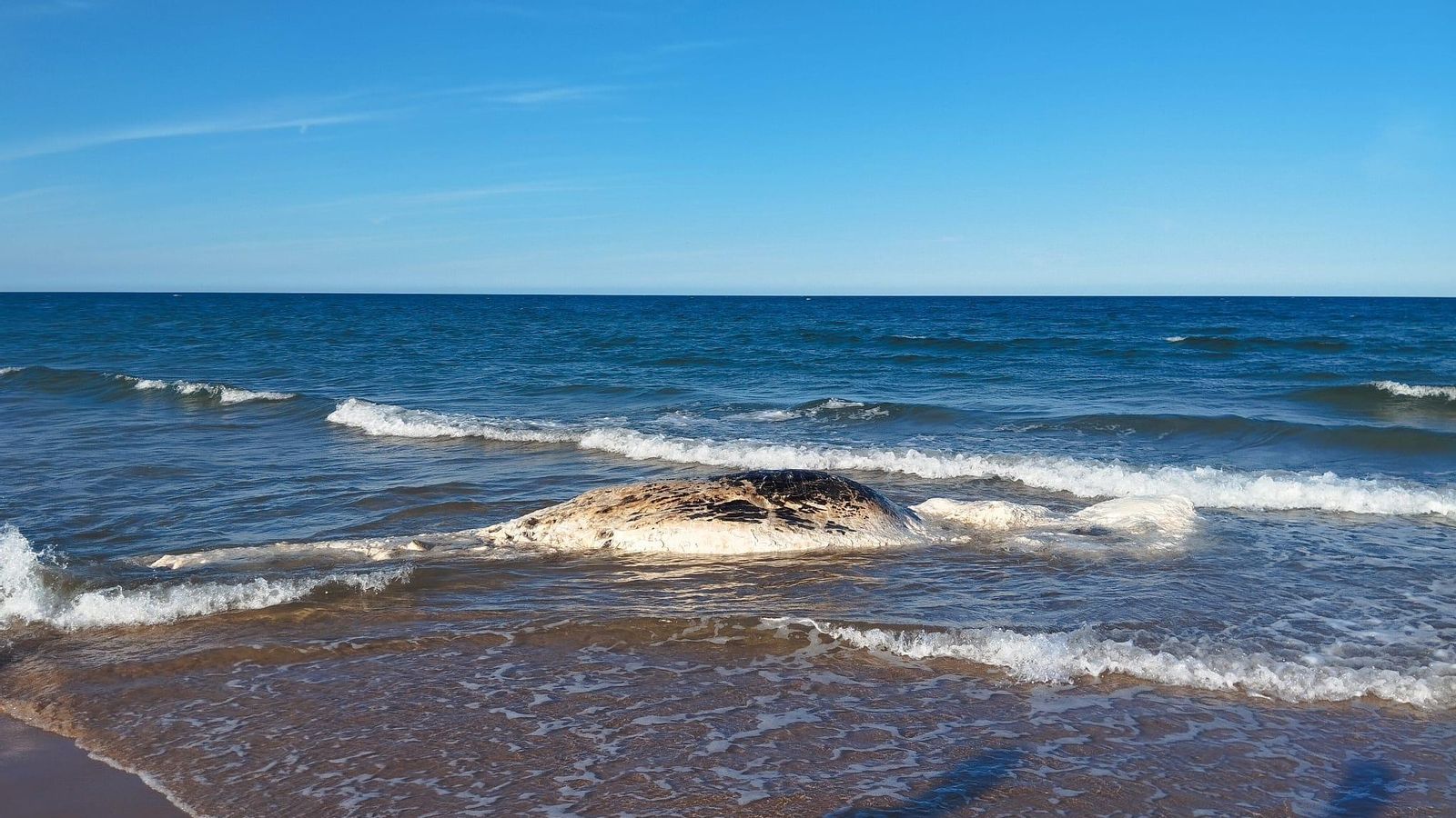 El cos de la balena, de grans dimensions, vist aquesta vesprada a la platja de Piles