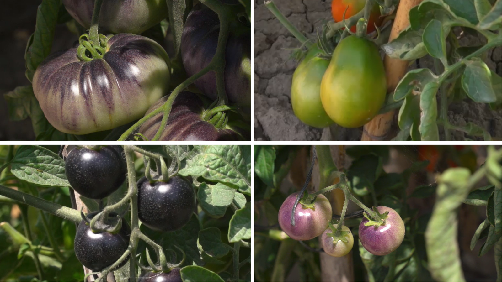 Diferents varietats de tomaca cultivades al bancal d'estudi de la UMH