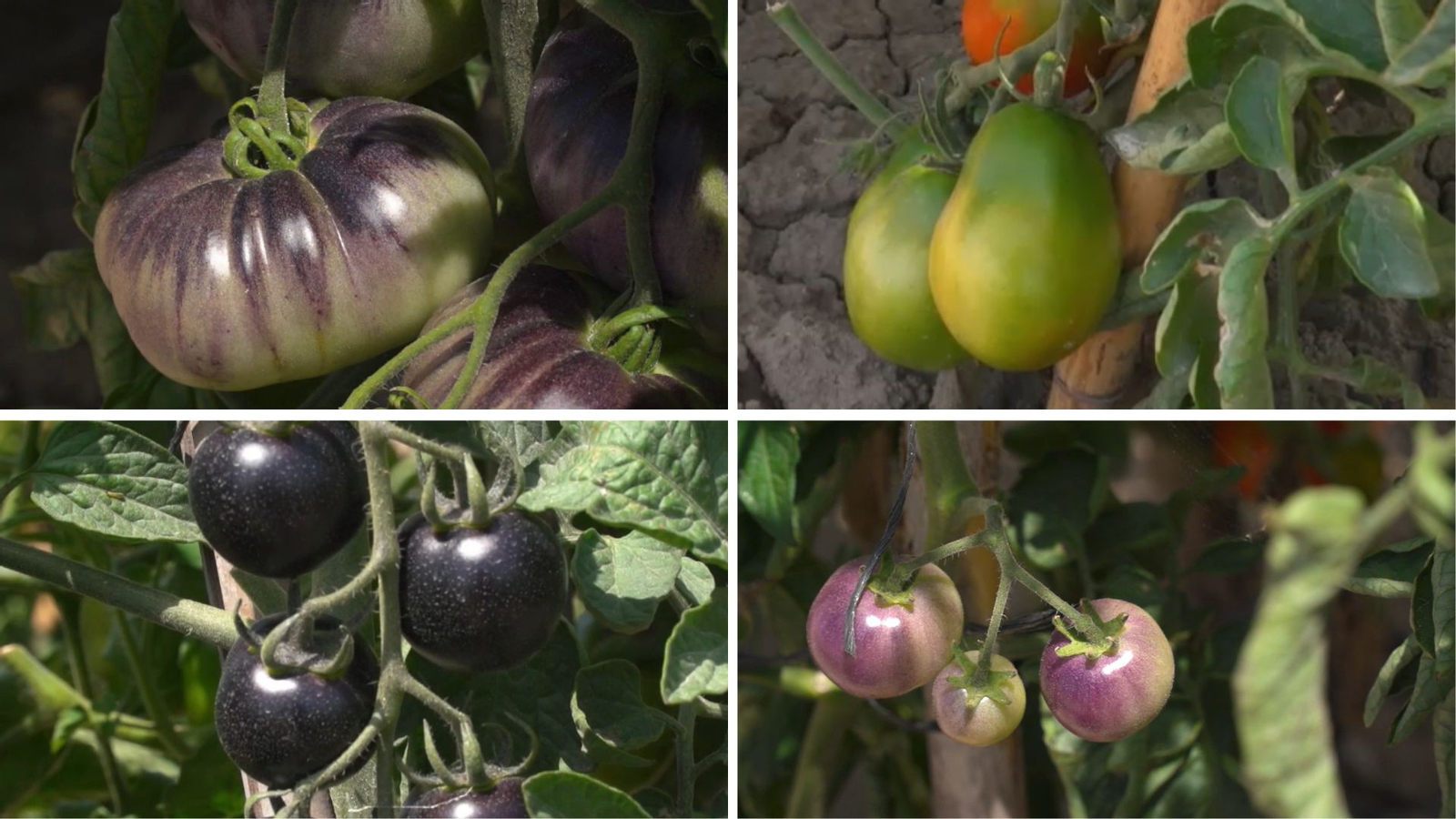 Diferents varietats de tomaca cultivades al bancal d'estudi de la UMH