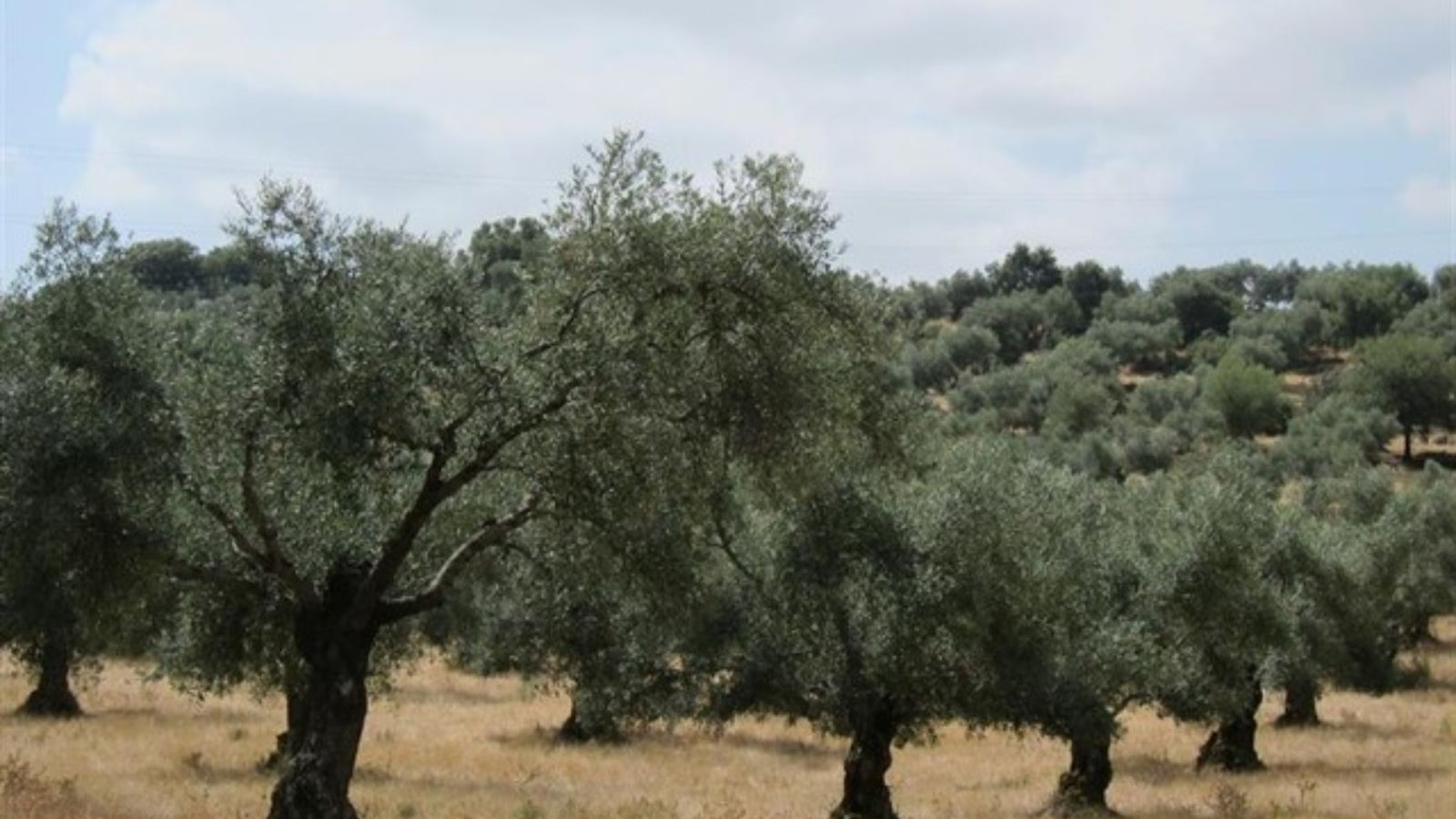 La Unió alerta d\'una campanya de l\'oli \"desastrosa\" pel descens de la collita i dels preus