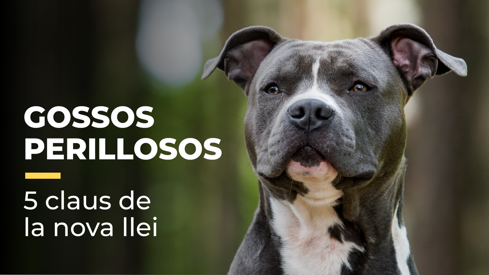 Gossos perillosos: cinc claus de la nova llei