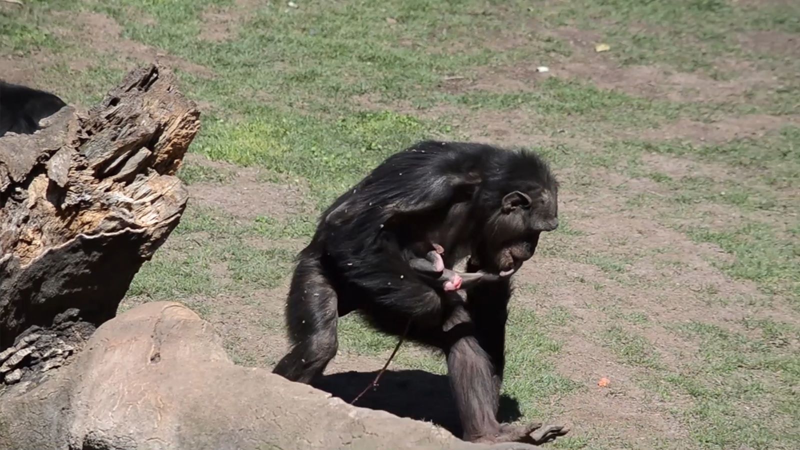 Mor el ximpanzé nascut al bioparc