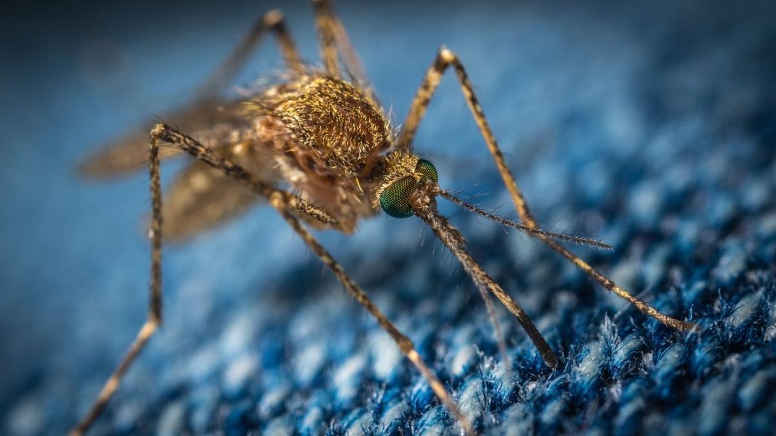 Veus expertes afirmen que l'arribada del virus del Nil a la Comunitat Valenciana és “molt improbable”