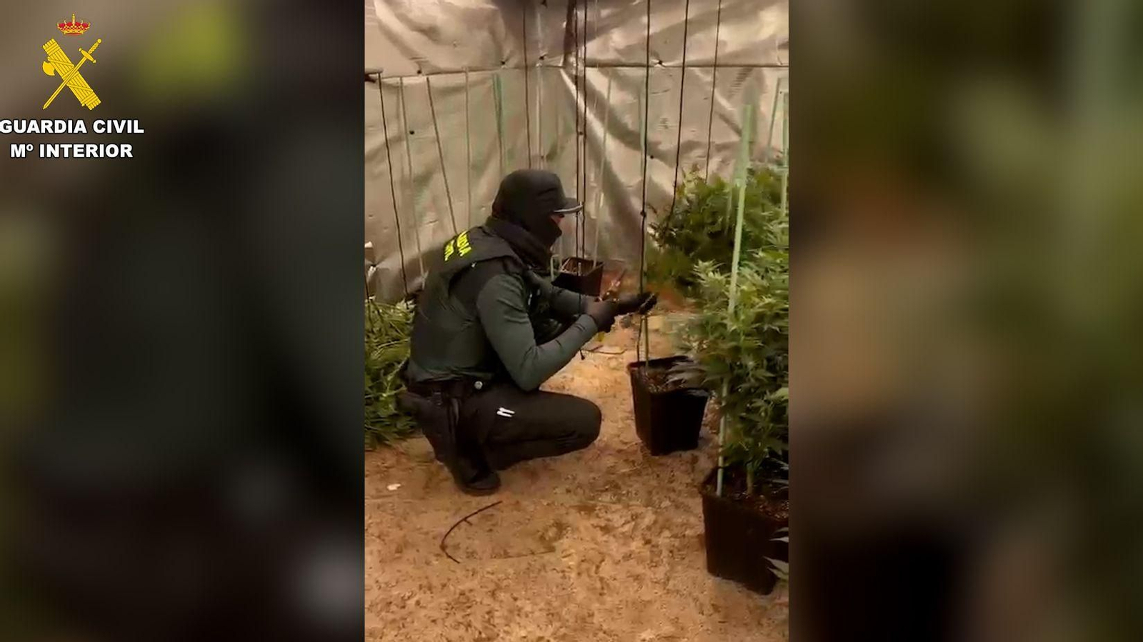 Un agent en l'escorcoll d'una vivenda davant d'una planta de marihuana incautada