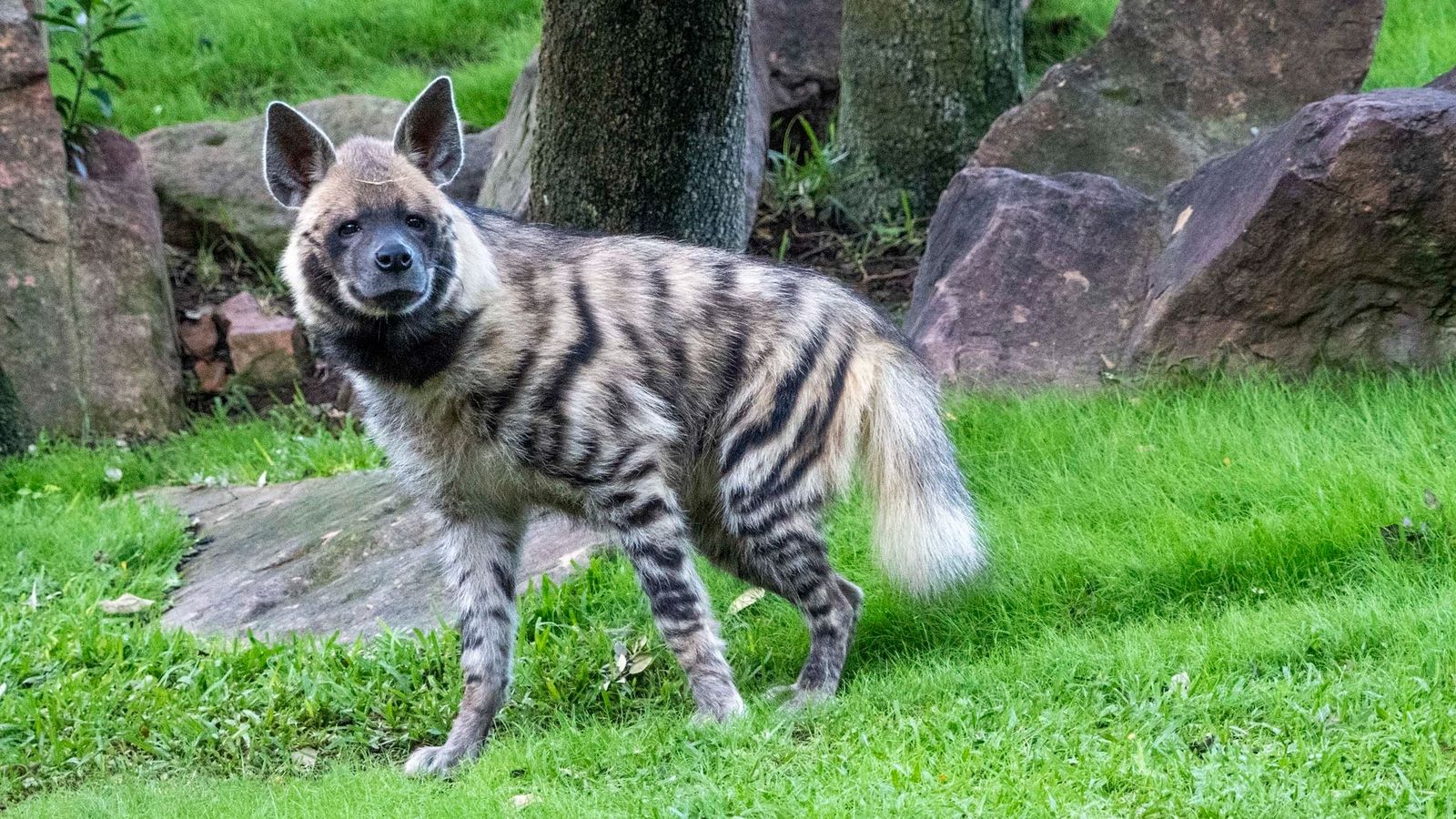 Els dos exemplars de hiena ratllada arribats a València estan a hores d'ara aclimantant-se al seu nou espai