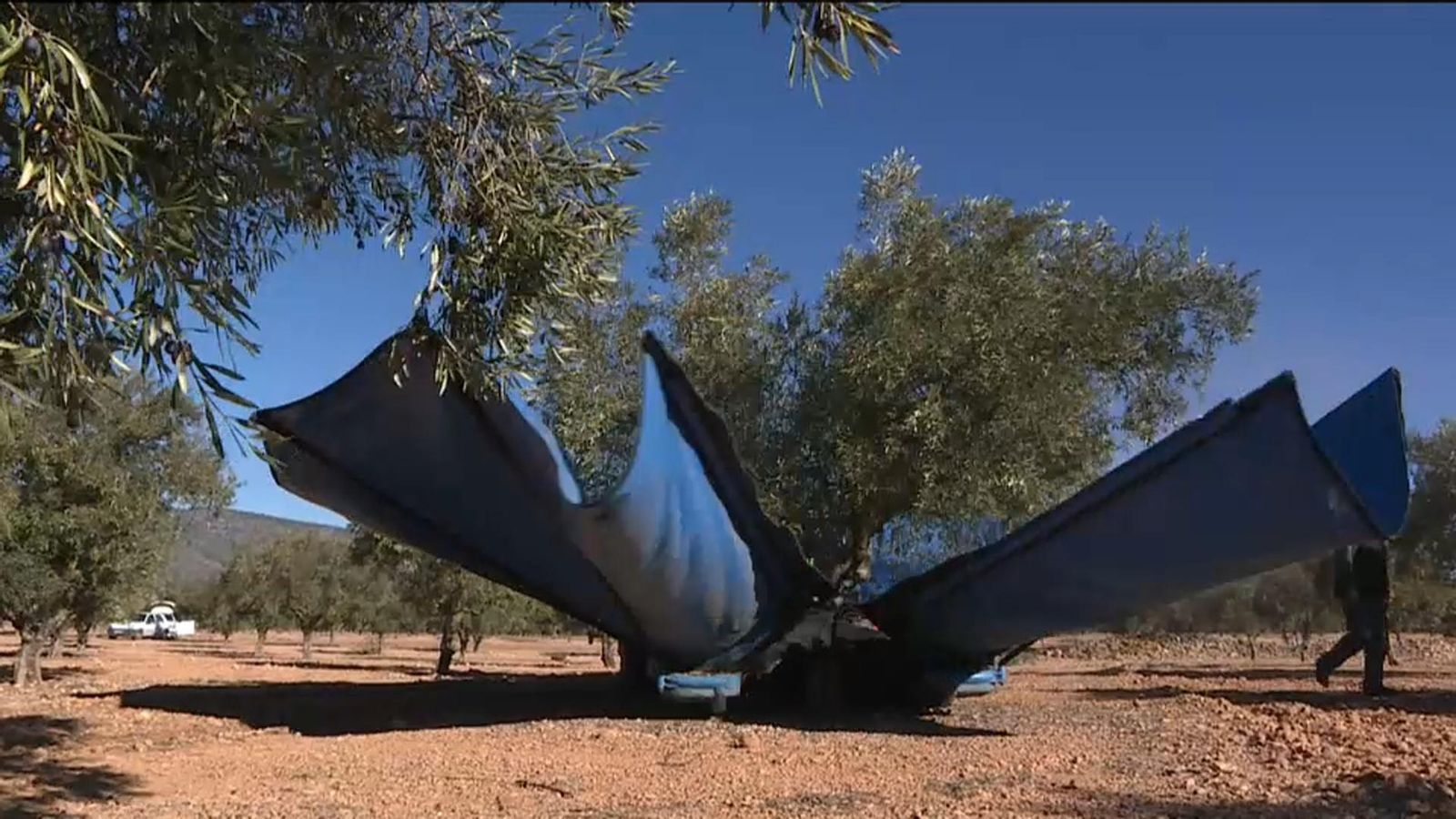 Espanya, líder en superfície d\'arbres fruiters de la UE