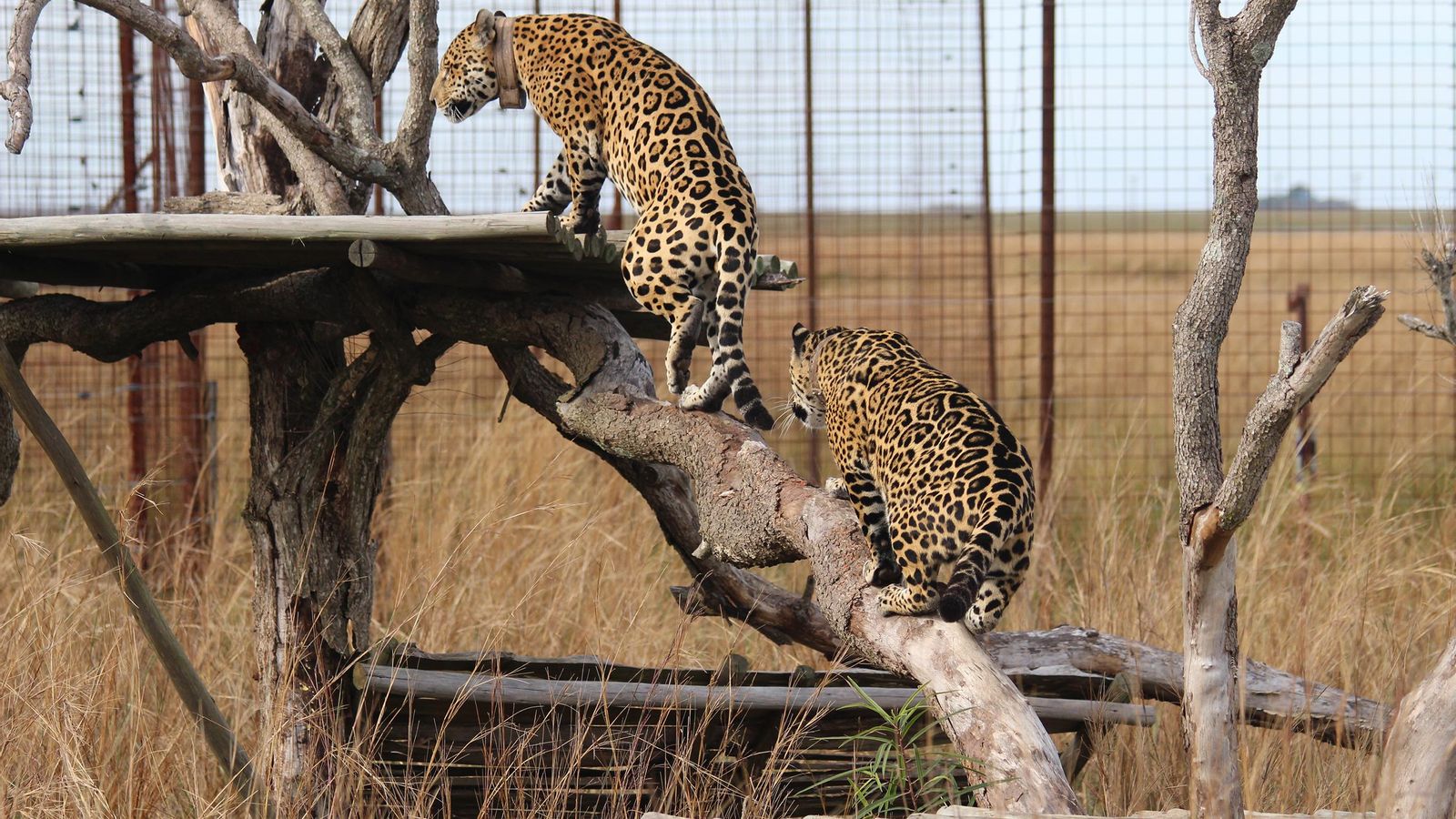 Centre de reintroducció de jaguars en nord de l'Argentina