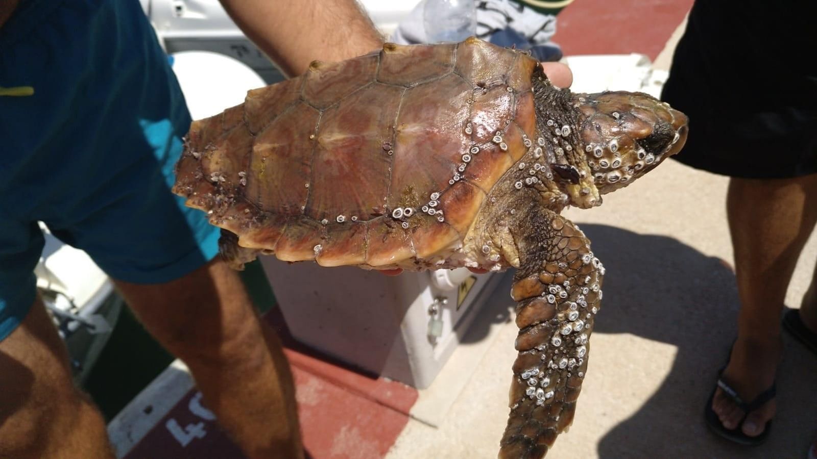 La tortuga bova localitzada