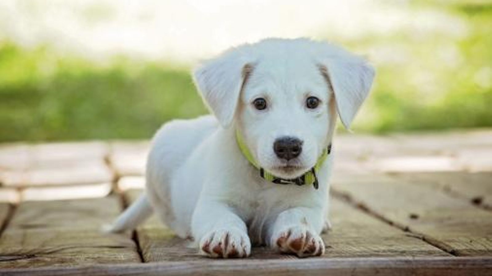 Carcaixent és \'pet friendly\'