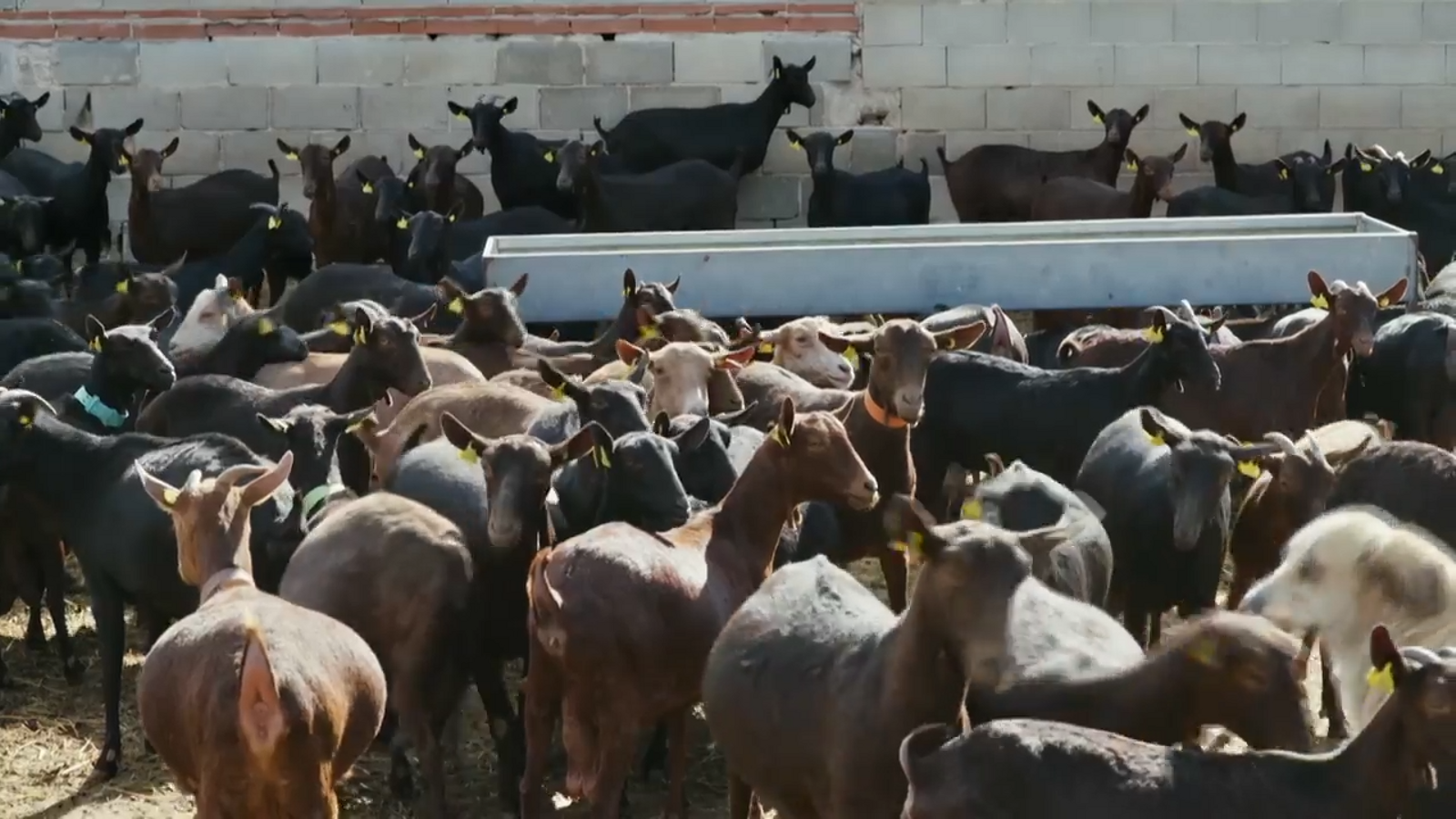 De mar i bancal | Retrobaments