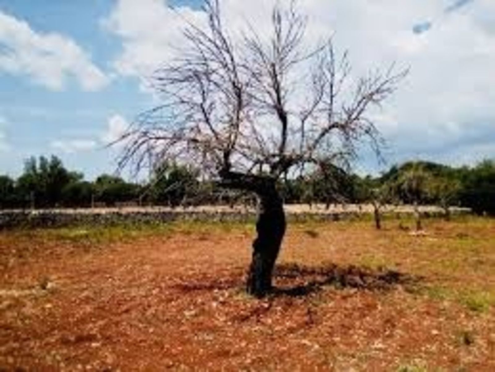 13.03.2019 | NM Posició d\'Agricultura davant de la decisió d\'un jutjat de prohibir arrancar arbres afectats de xilel·la