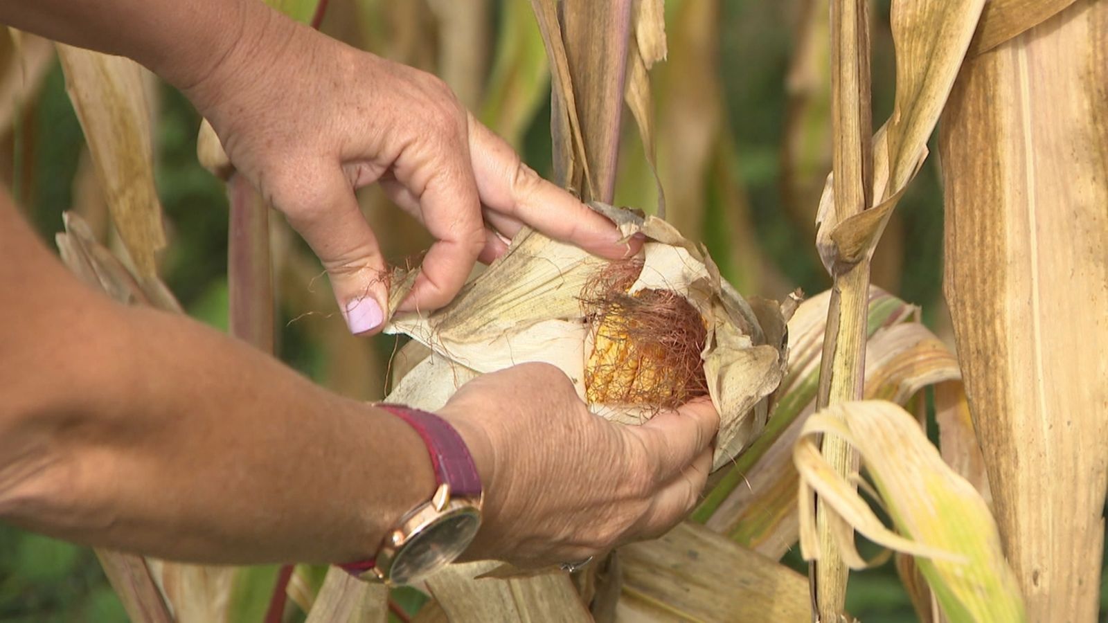 La preocupació per la falta d’aigua s’incrementa entre els agricultors de les comarques del sud