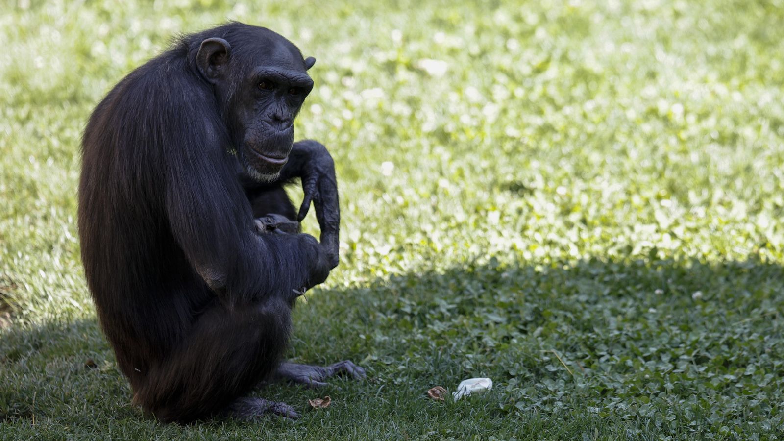 La ximpanzé del Bioparc València Natalia amb la seua cria morta ara fa tres mesos