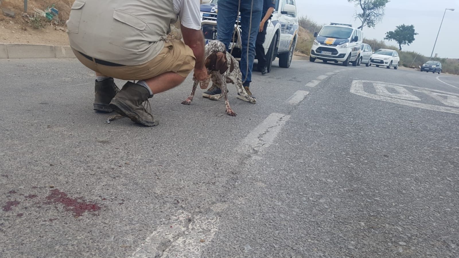 A juí un home per un delicte de maltractament a set gossos