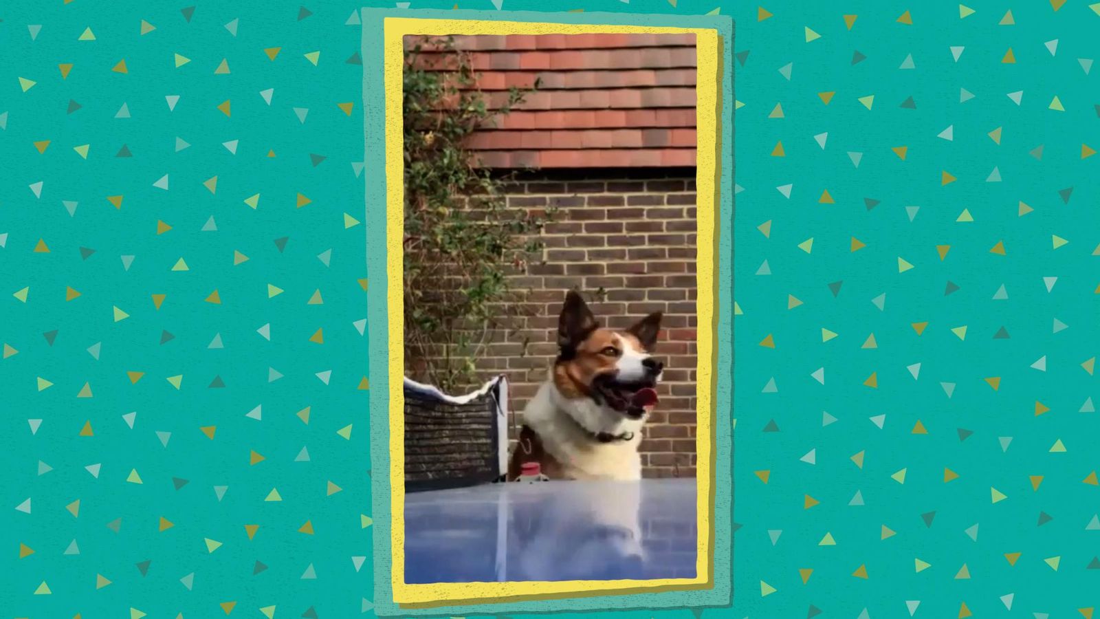 La Colla Virals - Ping pong