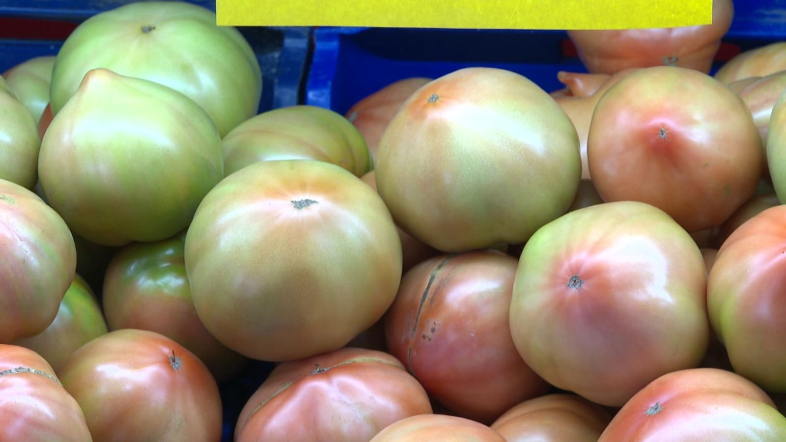 Tomaca del Perelló, en una imatge d'arxiu