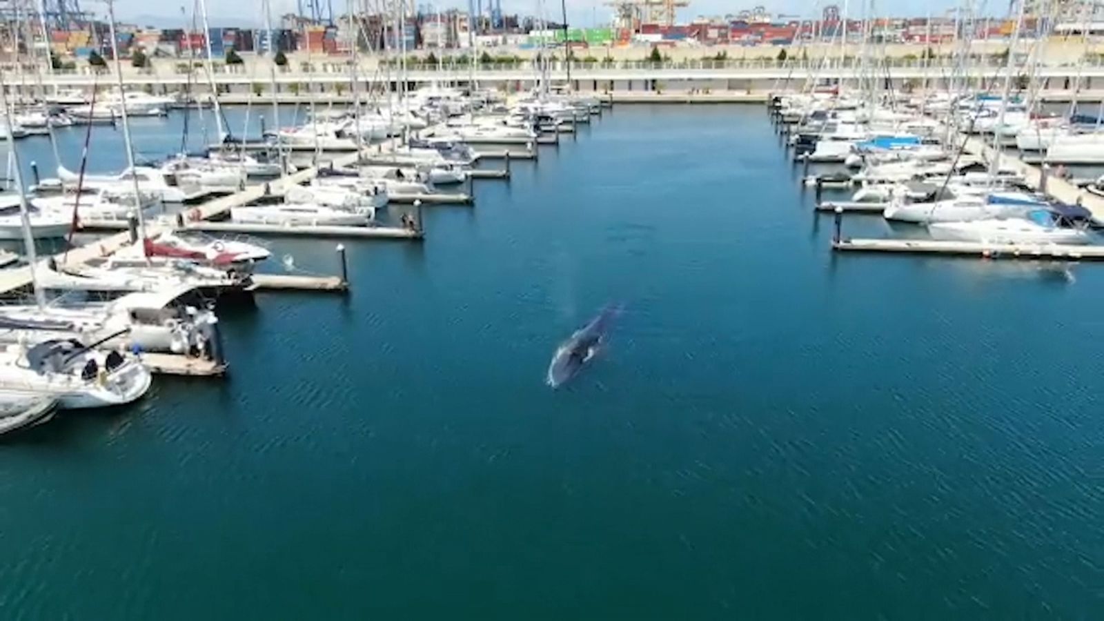 Imatge de la balena al Port de València