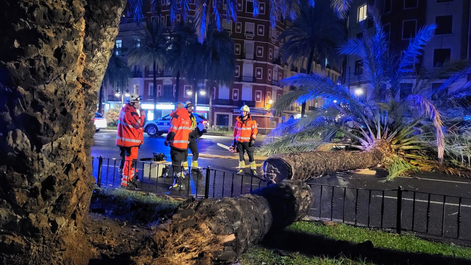Palmera tombada en la Gran Via de Ferran el Catòlic, a València