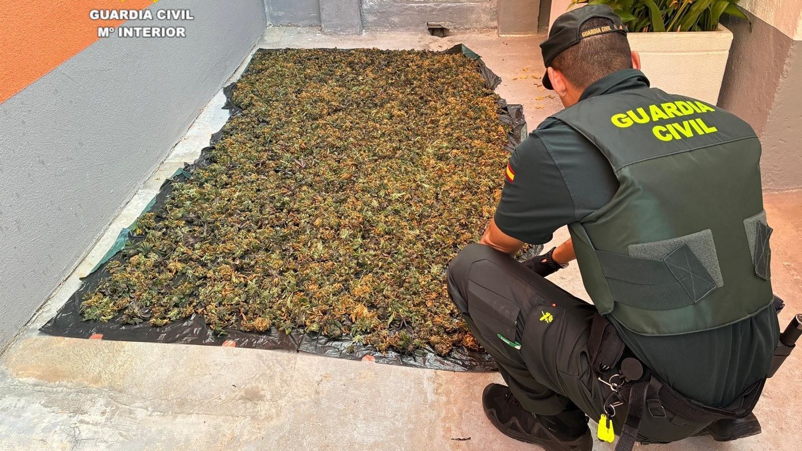 Un agent de la Guàrdia Civil amb la droga inacutada