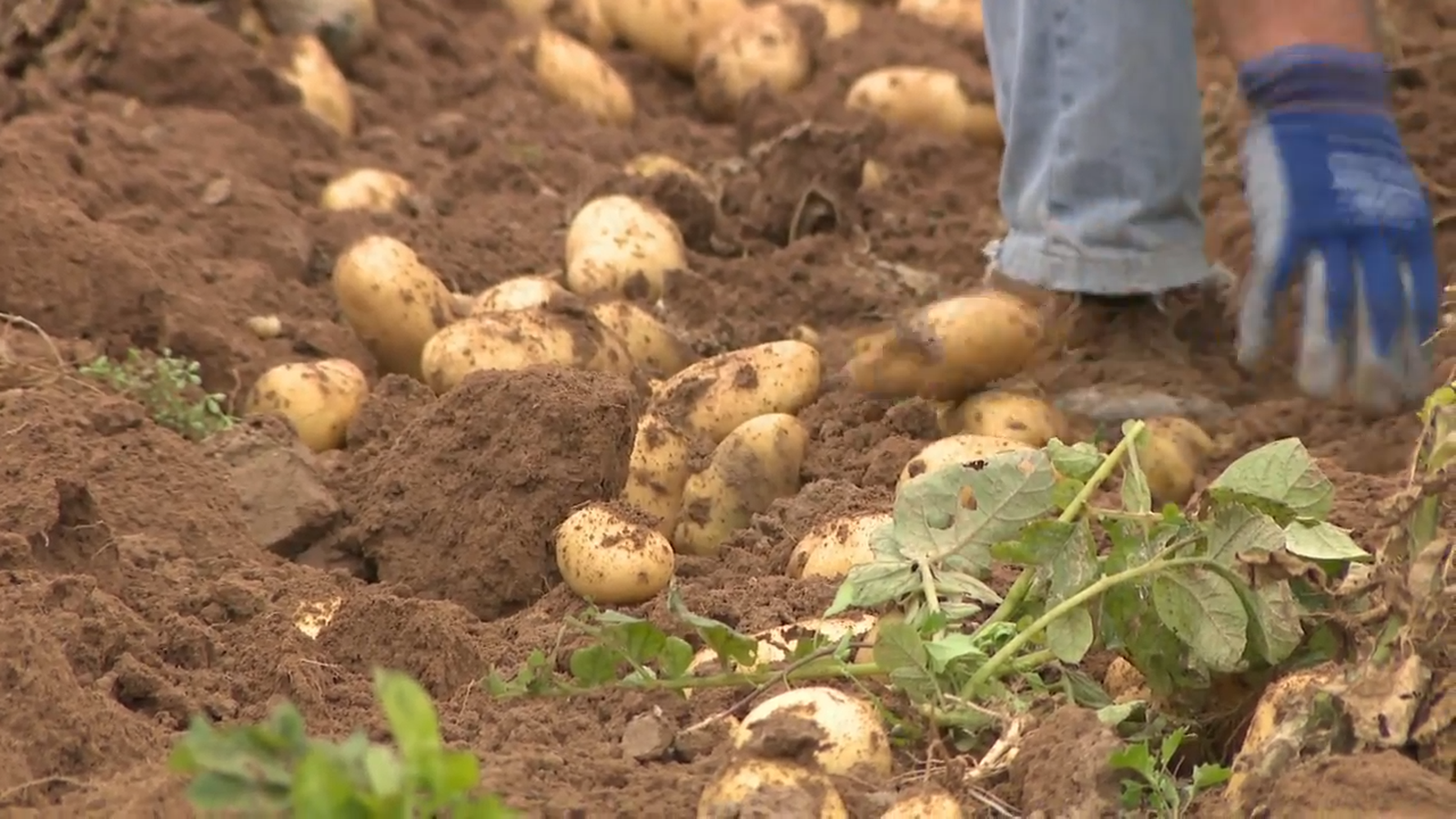 AVA-Asaja i La Unió denuncien que els preus s'han afonat un 60% al camp