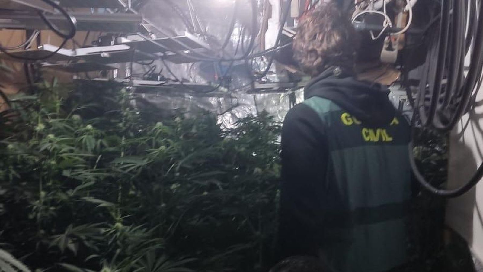 Les plantes de marihuana a l'interior del pis