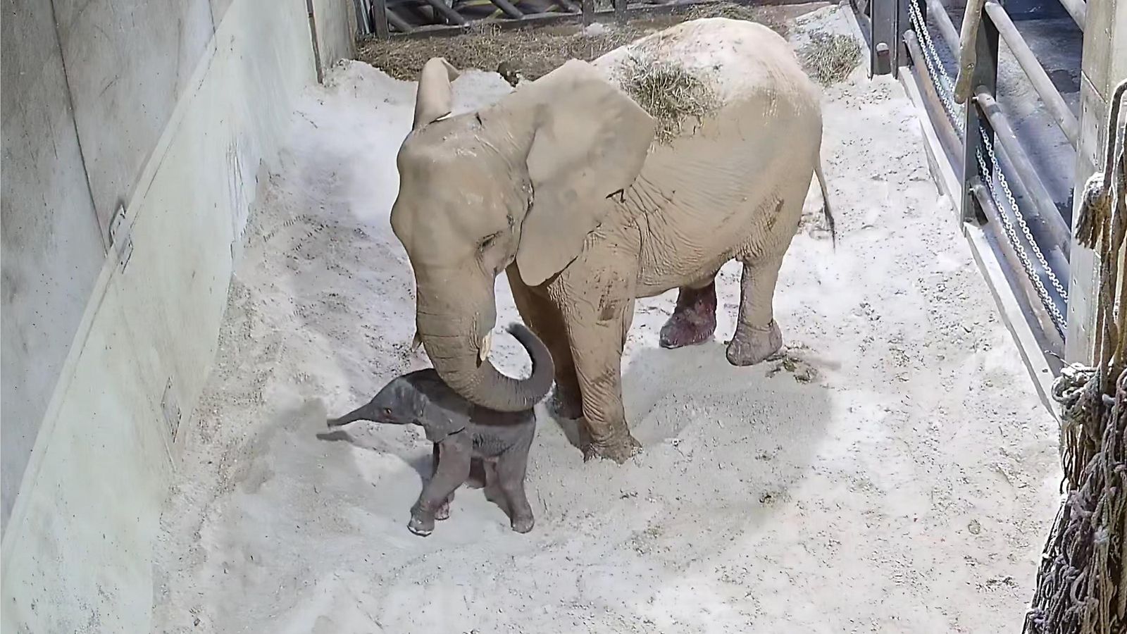 Imatge de la cria d'elefant recentment nascuda en Bioparc València
