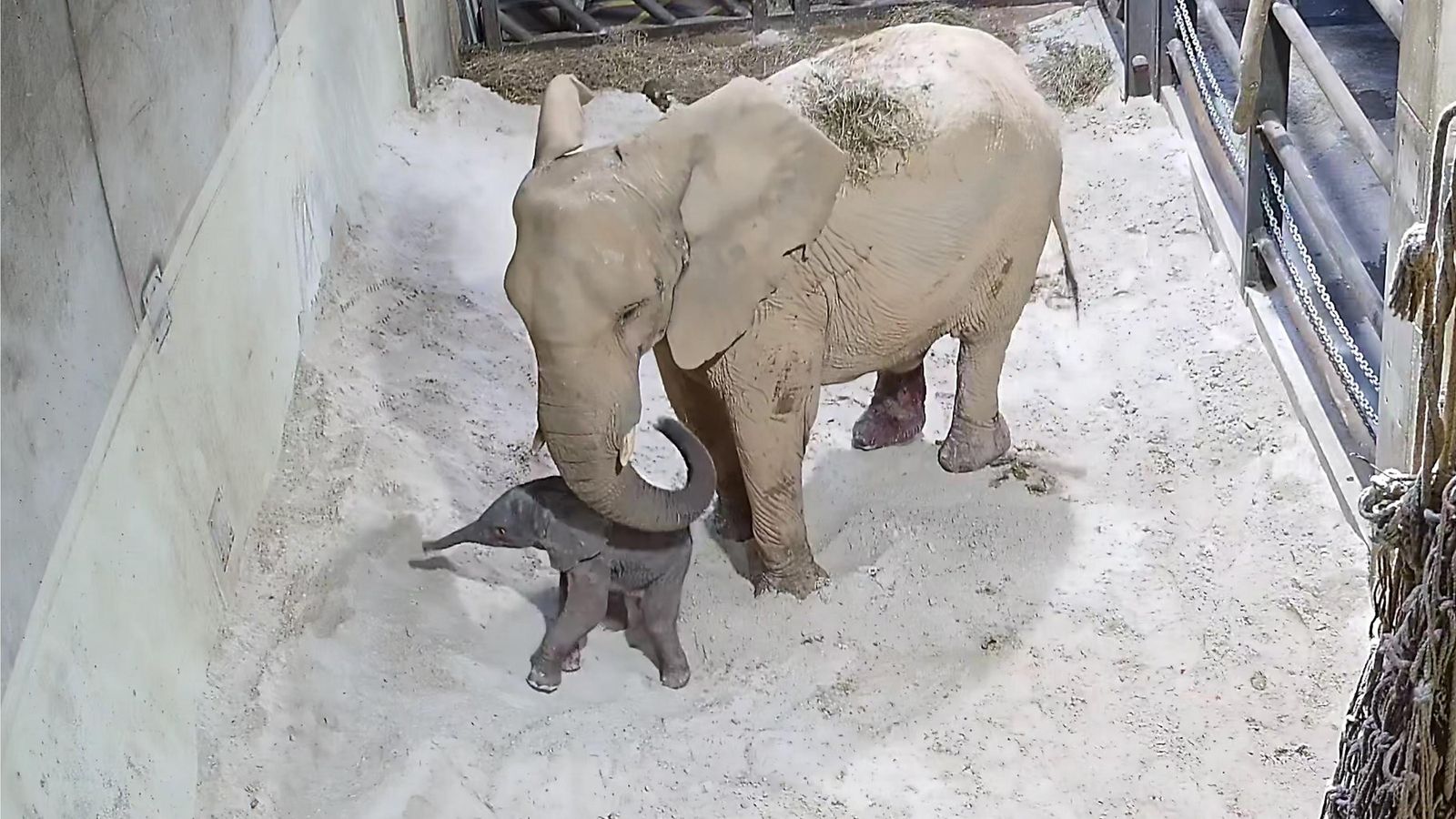Imatge de la cria d'elefant nascuda al Bioparc València Imatge de la cria d'elefant recentment nascuda en Bioparc València